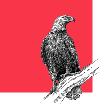 Dibujo de águila sobre una rama, en blanco y negro, con sobre un cuadrado rojo de fondo.